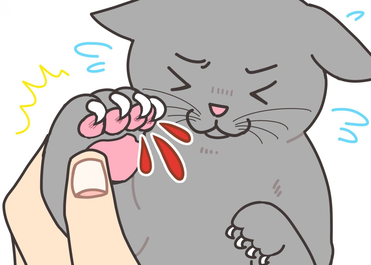 猫の爪が巻き爪に！切る時はどうすればいい？