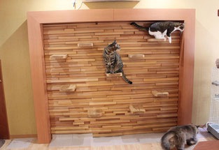 猫の箱とは　大阪の猫カフェの楽しみ方