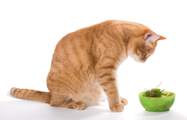 猫がニラを食べるのはNG！その理由と食べた時の症状、対処法を紹介