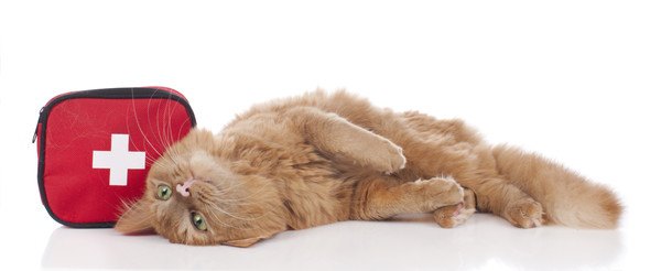 猫が足を怪我する１０の原因と対処法