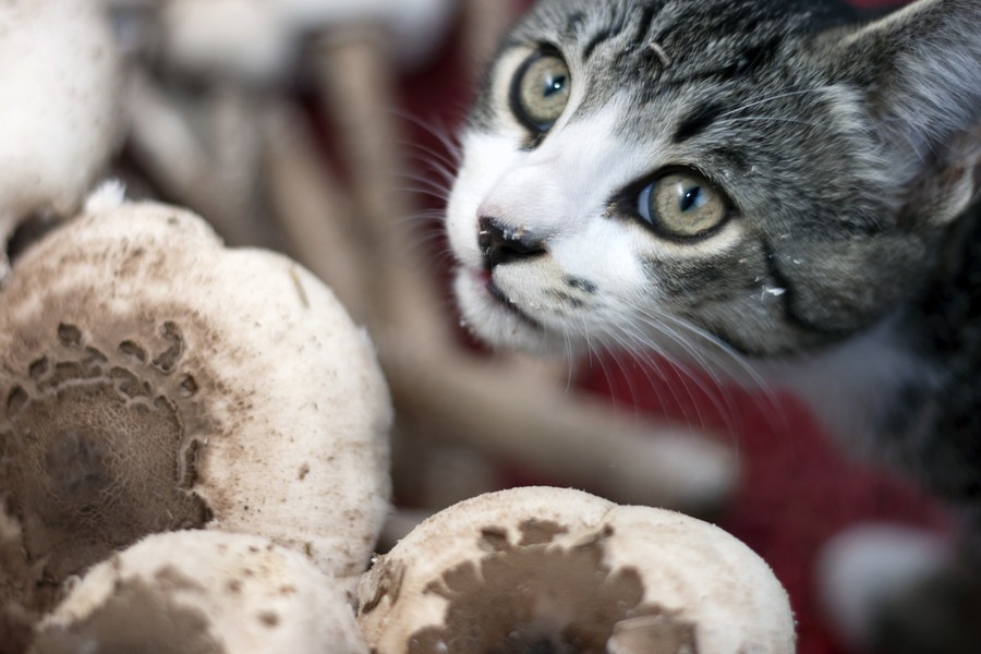 猫はにきのこを食べても大丈夫？安全・危険な種類や与える際の注意を解説