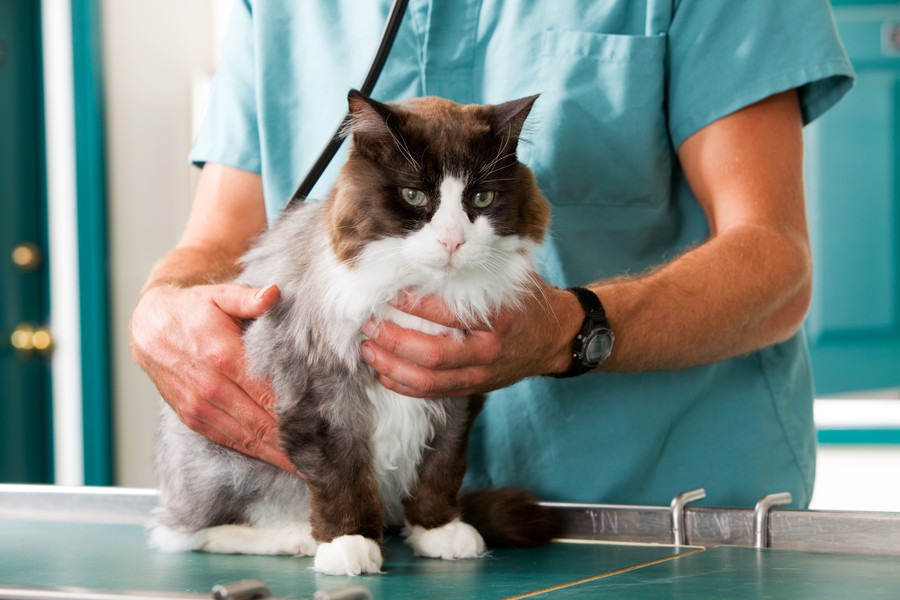 猫のてんかん発作の症状と治療法