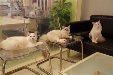 西小山の猫カフェ「カールアップカフェ」の可愛いすぎる猫と店舗情報