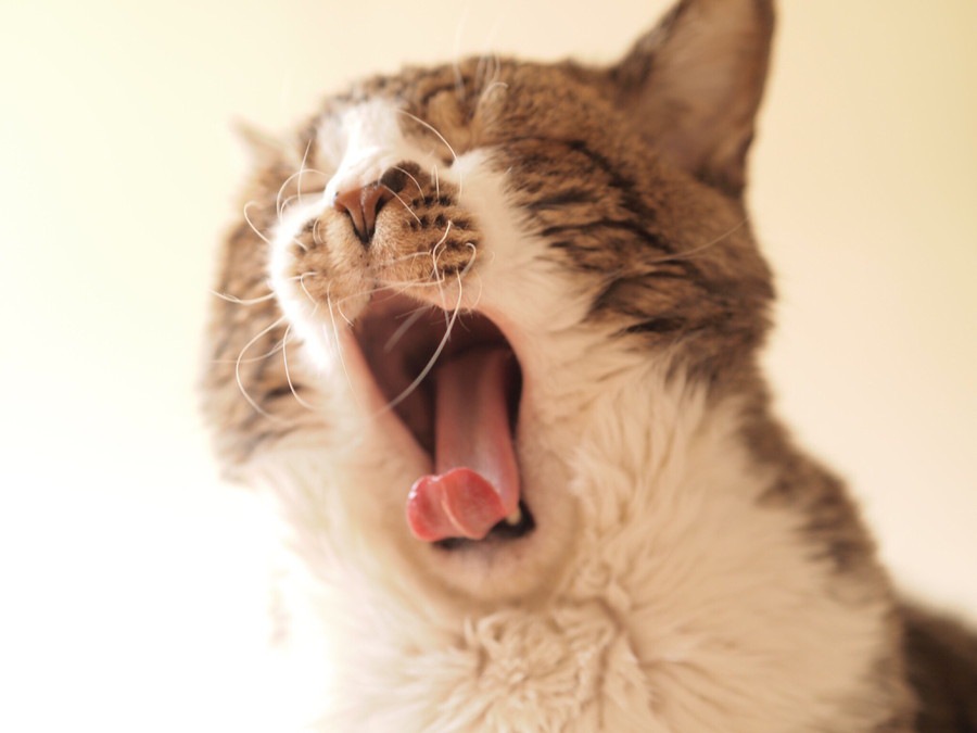 猫があくびに隠された６つの心理と注意する事