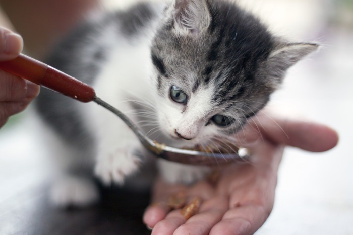猫の貧血に効果的な食事や食べ物