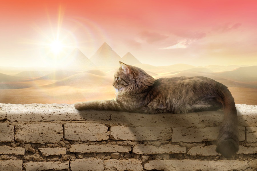 猫を盾にされ古代エジプト人が敗北！ペルシャ兵のとった戦略とは