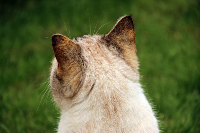 猫の耳垢が茶色い時に考えられる3つの原因や病気