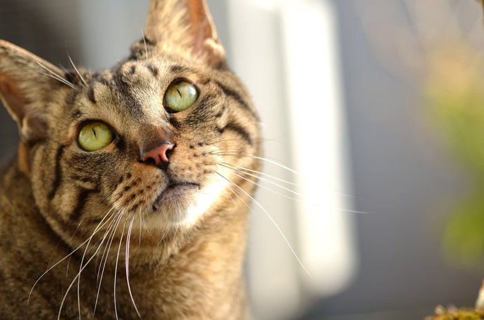 猫の瞳孔の大きさが違う時に疑う病気