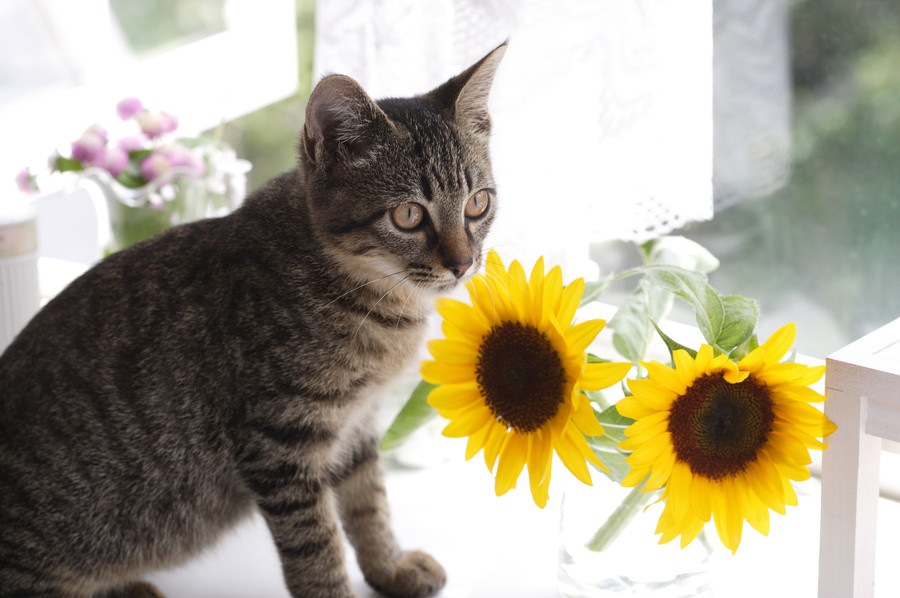 猫がいる家庭で扇風機を使う時の3つの注意点