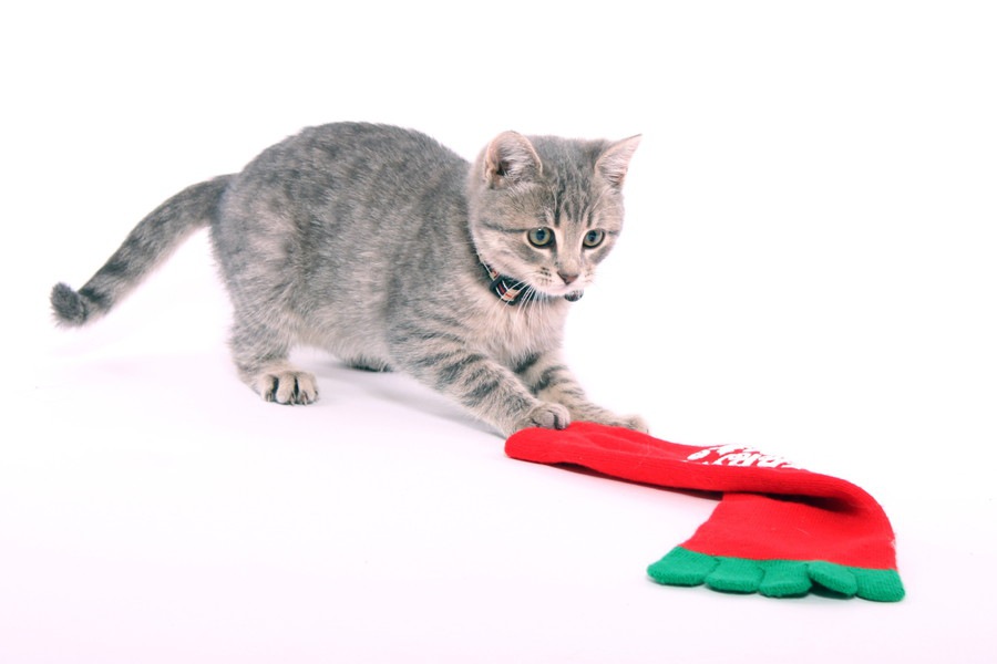 猫が靴下を隠すのはどうして？３つの理由と対処法をご紹介します