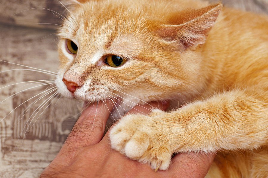 猫が飼い主の手を攻撃してくる４つの理由