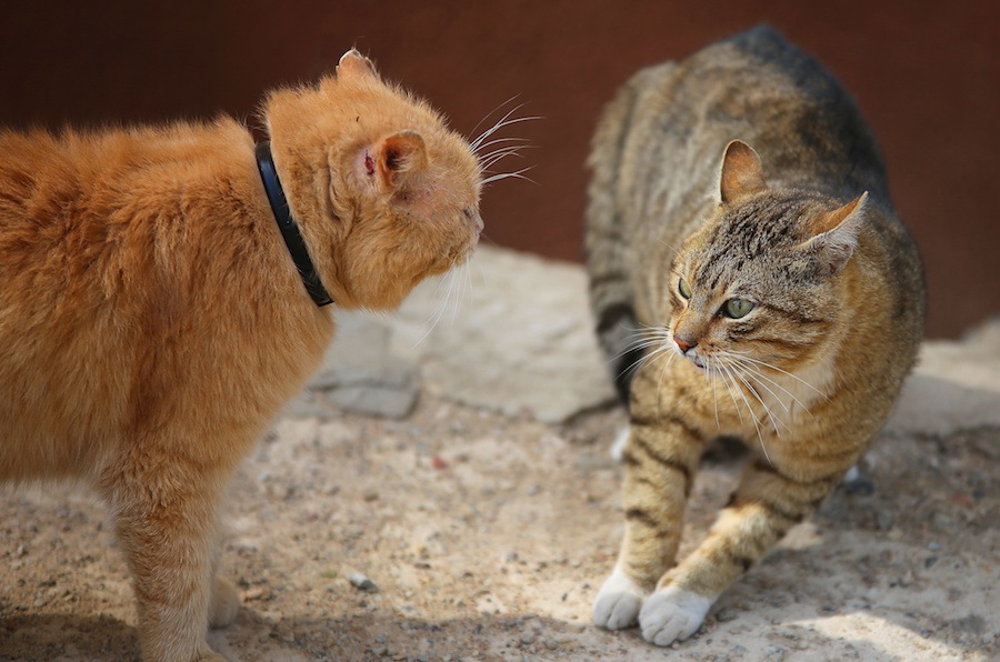 猫が喧嘩をする3つの意味やルール、止め方まで
