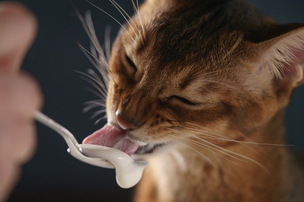 猫に発酵食品は食べさせても大丈夫？得られる３つの効果