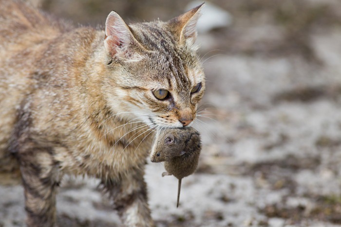 猫がネズミを食べる理由とその時の注意点