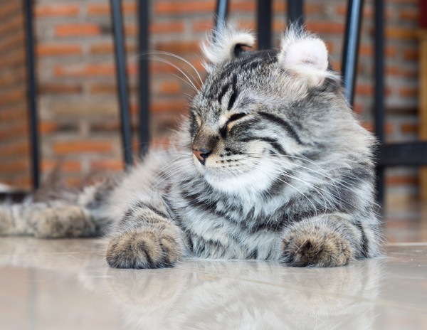 猫の耳先にある「リンクスティップ」とは？どんな猫が持っている？