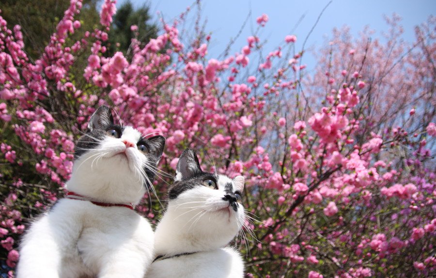 春に見られる猫の８つの変化
