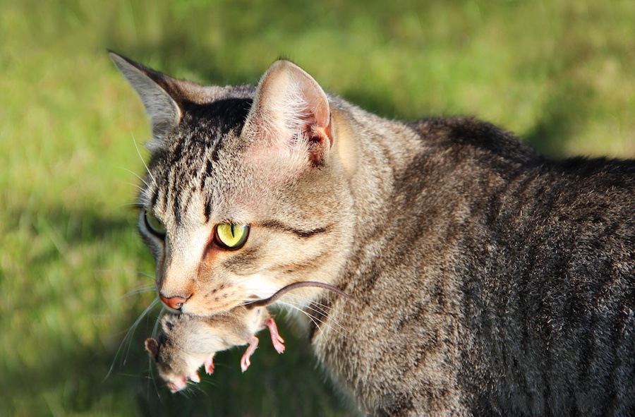 猫がお土産で虫や動物の死骸を持ってきた時の対処法