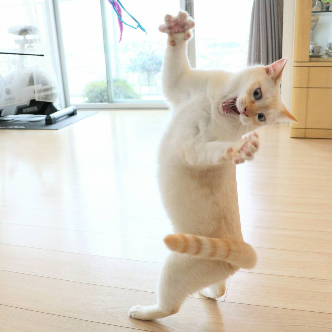 空飛ぶ猫？！いえいえ、「踊る猫」です！【画像】