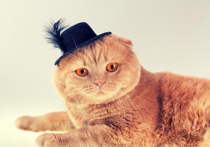 猫用帽子手作りする方法やおすすめ商品