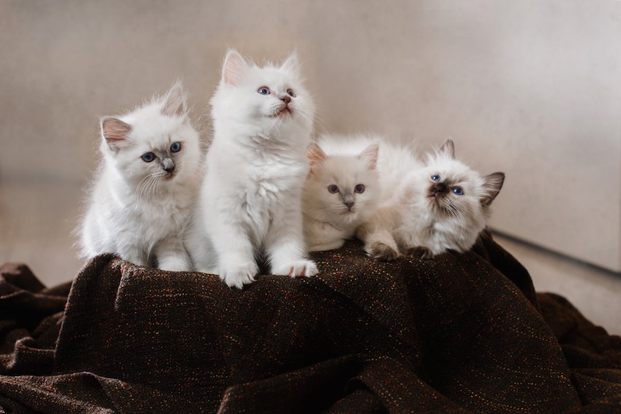 バーマンの子猫の性格や特徴、お迎えする時の値段や飼い方