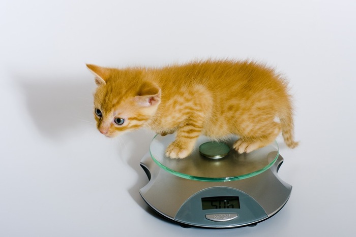 猫が肥満になる原因とそのリスクや解消法について