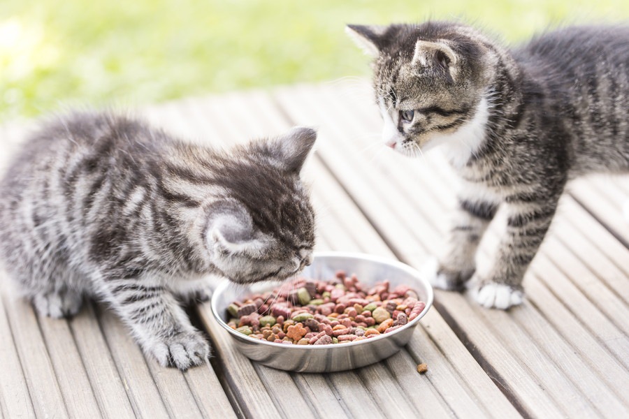 子猫への食べ物の与え方と注意すべきこと