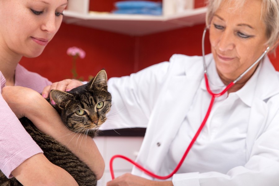 猫に療法食を与える時は獣医さんに相談しよう！フードの選び方やおすすめの商品
