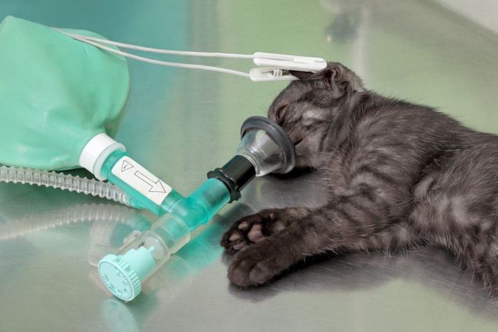 猫が軟口蓋過長症になった時の症状と治療方法