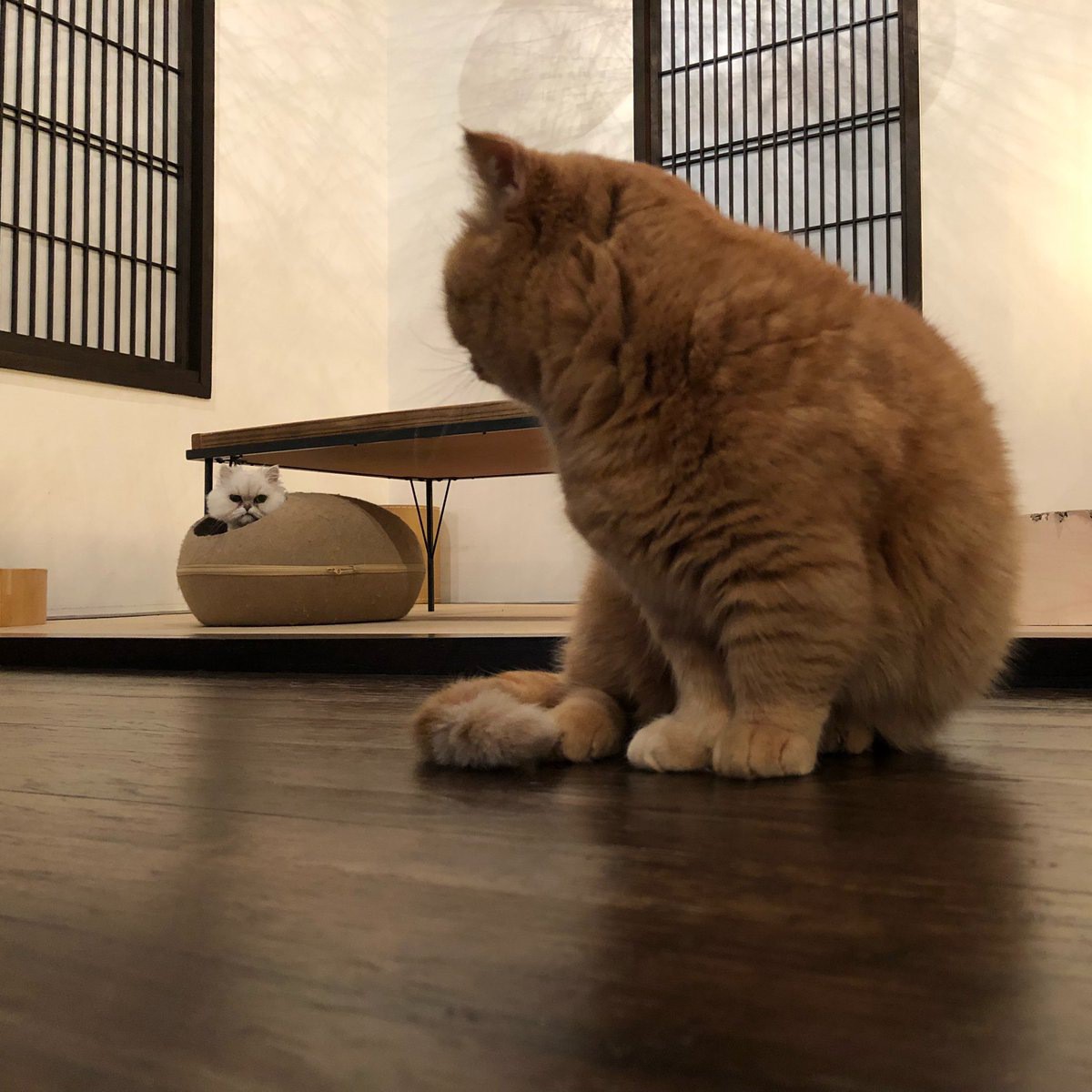 キャットアパートメントは京都西陣の町屋猫カフェ！特徴や在籍猫のご紹介