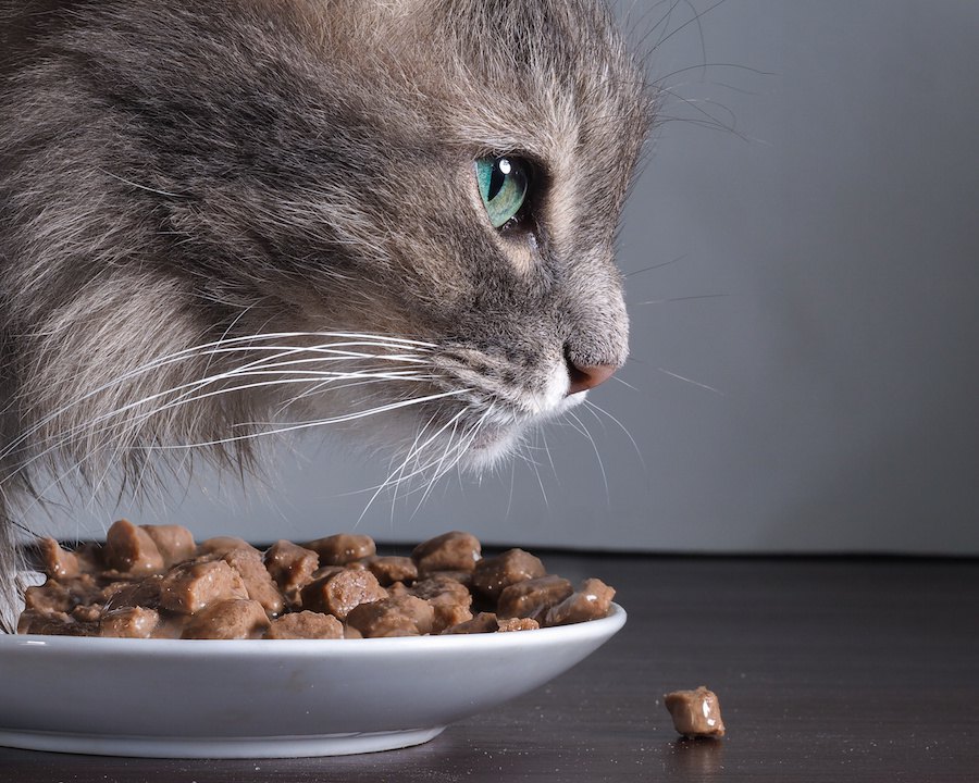 猫がご飯を咥えて持って行ってしまう４つの心理
