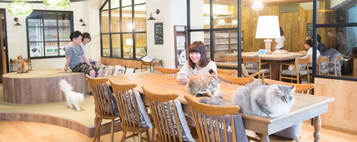 池袋の猫カフェ！激戦区におけるオススメのお店5選