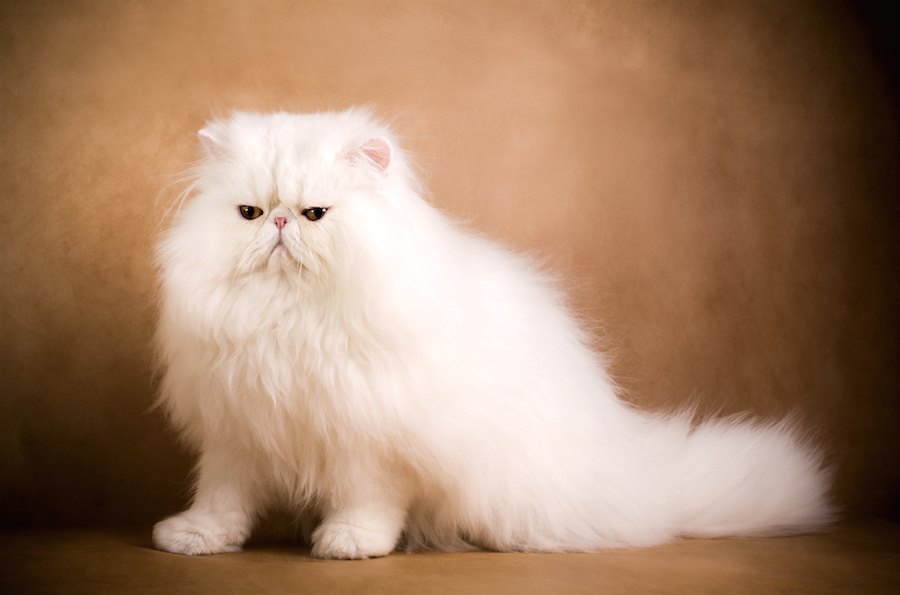 かわいいペルシャ猫の画像１１連発！