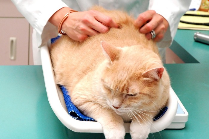 猫が肥満になる原因とそのリスクや解消法について