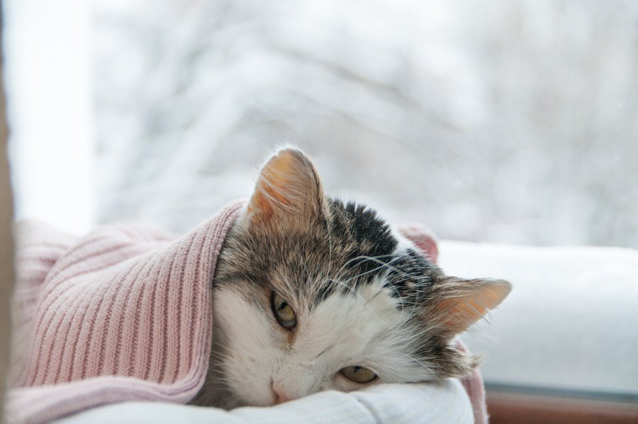 猫が低体温になっている時の5つの症状