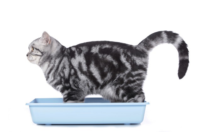 あなたの猫も実は肥満かも…猫の体脂肪率を測る方法