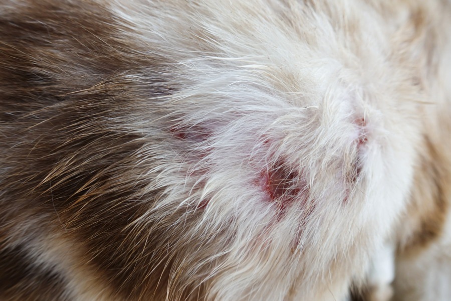 猫の皮膚炎の症状とその原因を探ろう