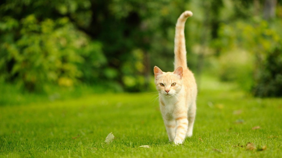 しっぽの動きで猫の機嫌を見極める方法
