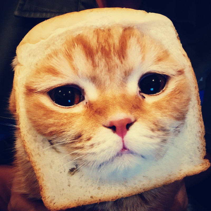 猫にパンを与えない方がいい4つの理由