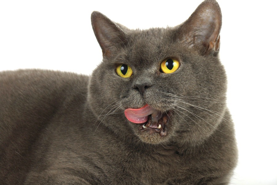 猫がアルミホイルを嫌う2つの理由と活用法