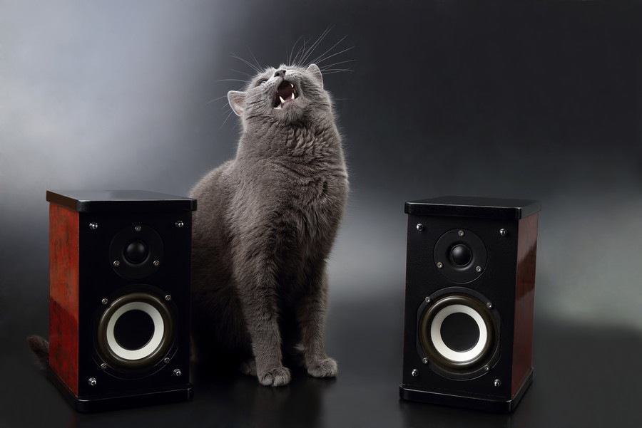 猫が好きな音、嫌いな音にはどんな物がある？