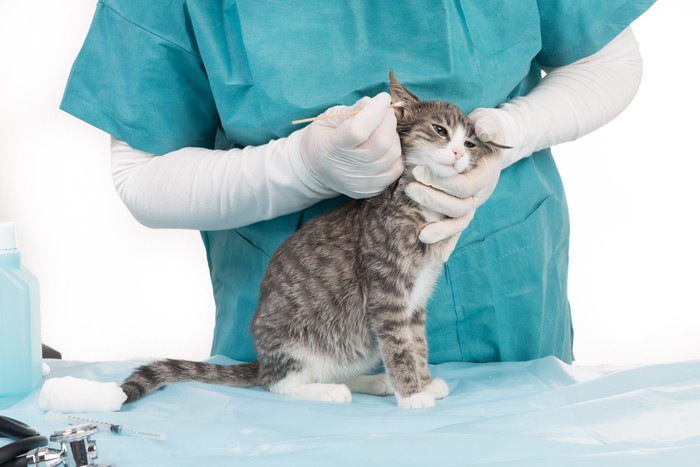 猫の耳ダニの症状や治療法、予防の方法について