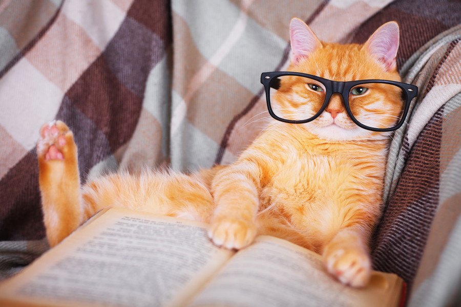 猫はどんな事を覚えているの？４つの事と学習能力について