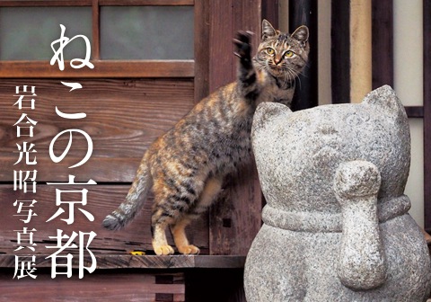 「ねこの京都」は移り変わる京都の四季と猫の写真展！内容やグッズ情報