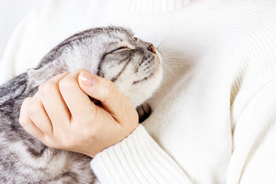 猫が抱っこを嫌うのはなぜ？６つの理由