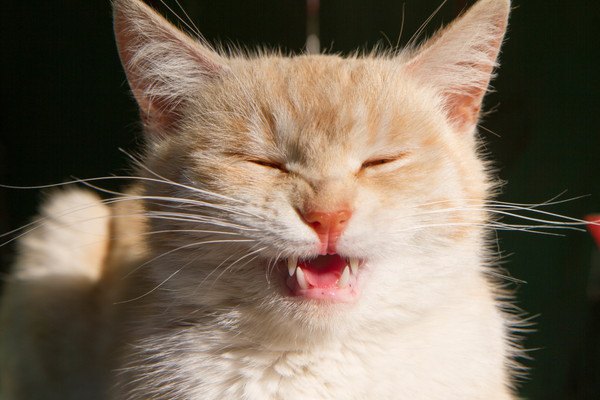 猫との暮らしは楽しい！クスッと笑える8つの行動