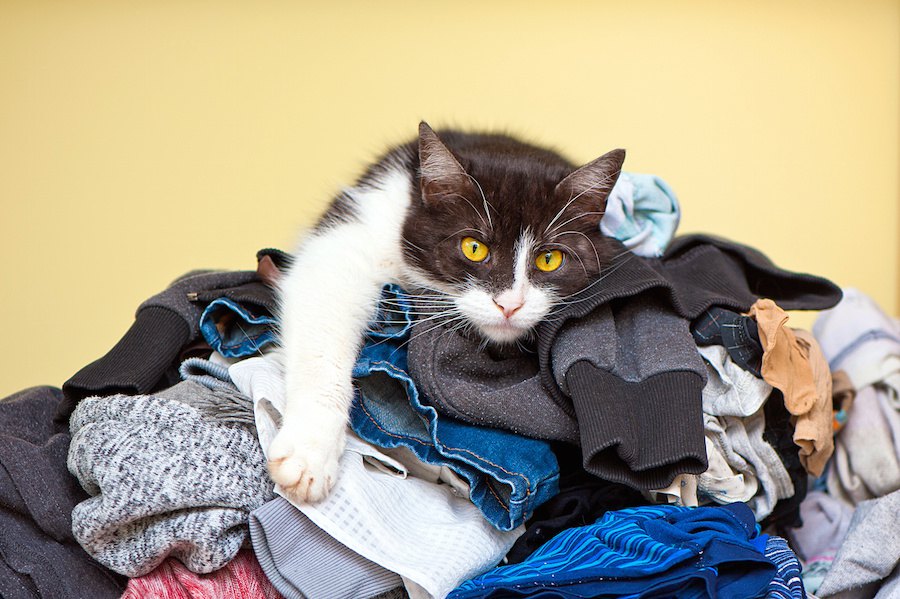 猫が飼い主の洗濯物を持って行ってしまうのは何故？6つの心理
