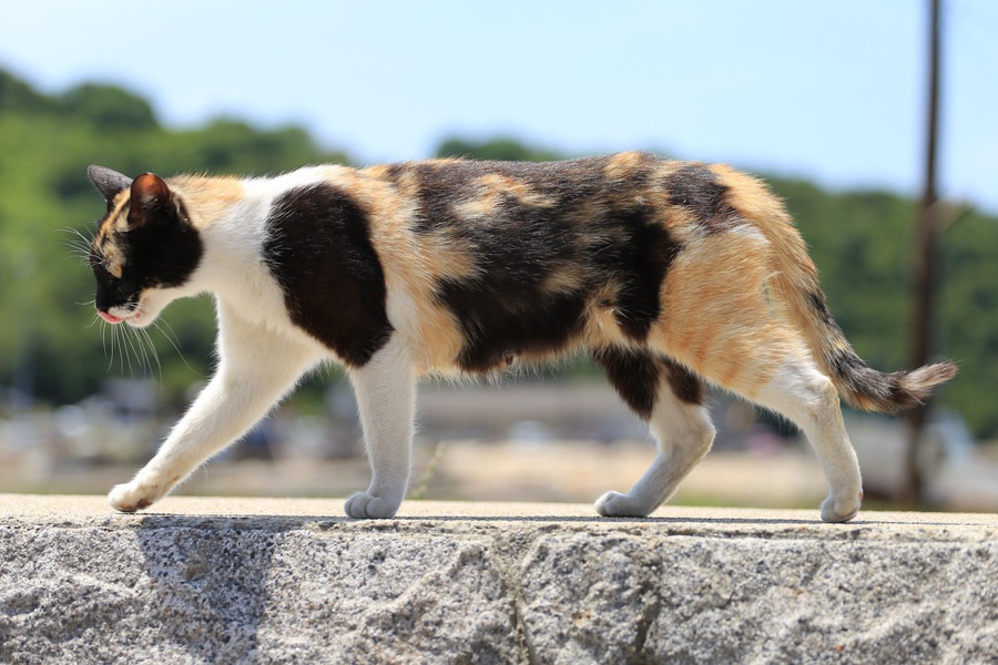日本猫（和猫）｜種類/性格/特徴について