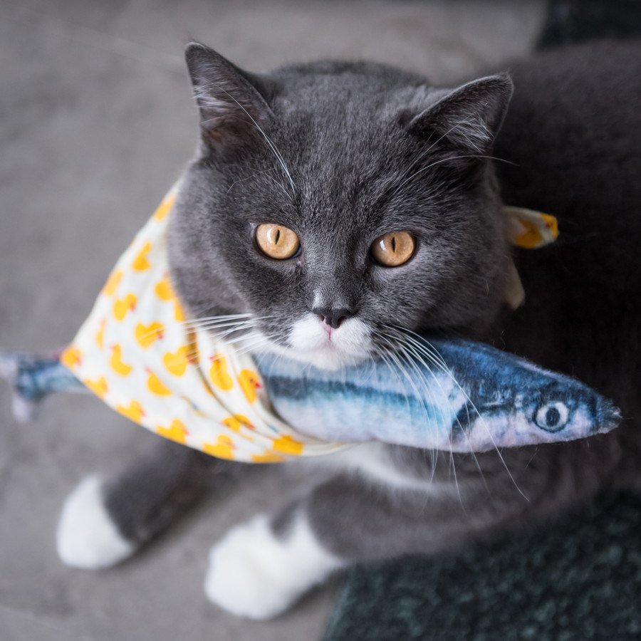 猫は魚が好きなのは間違い？どうして食べるようになったの？