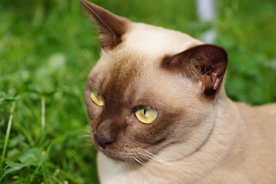 猫の目の色がバリエーション豊富な理由