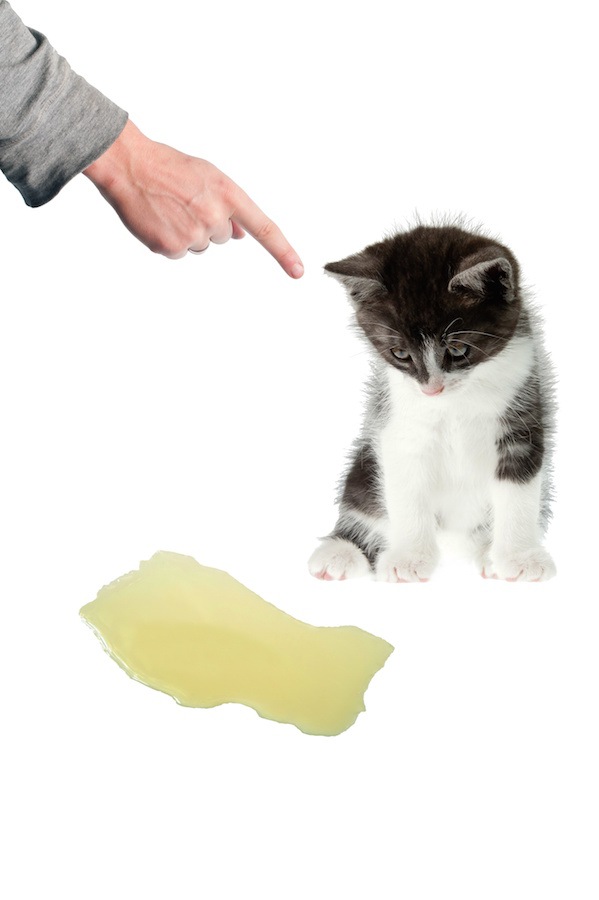 猫が畳で爪とぎ、吐く、粗相をした時の対処法と予防策